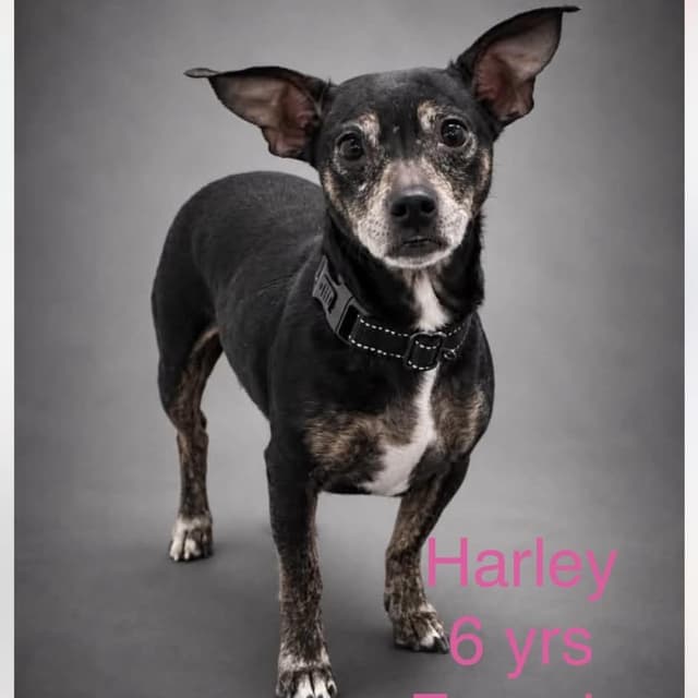 Harley media 3