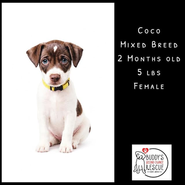Coco media 4