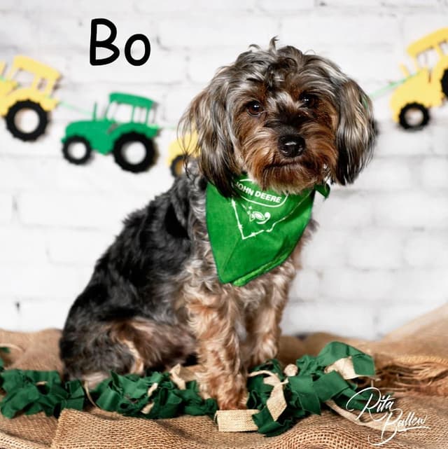 Bo media 3