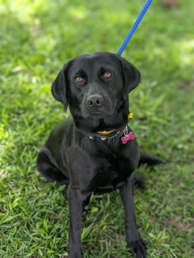 Dolly (blk lab) media 3