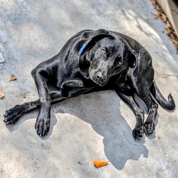 Maverick Beau The Loving Lab media 5