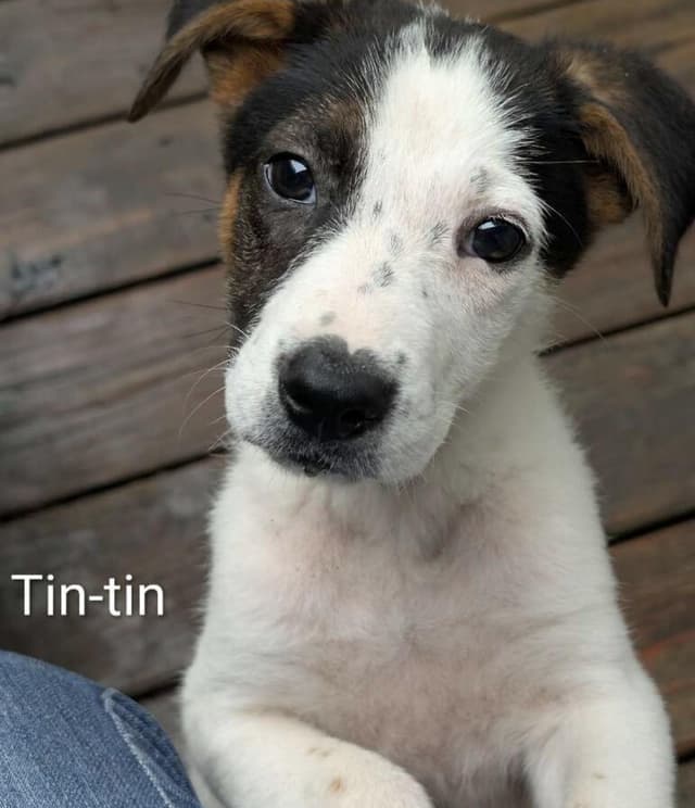 Tin-Tin media 3