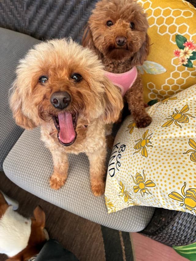 Rosie & Lulu media 5