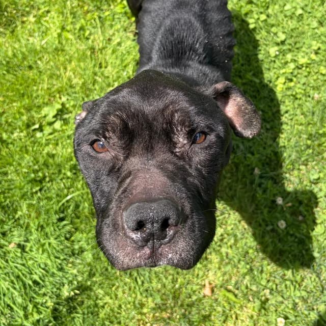 Dorian media 3