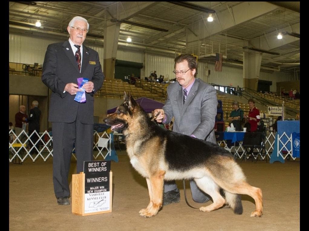 German Shepherd Dog Puppies breeder image 3