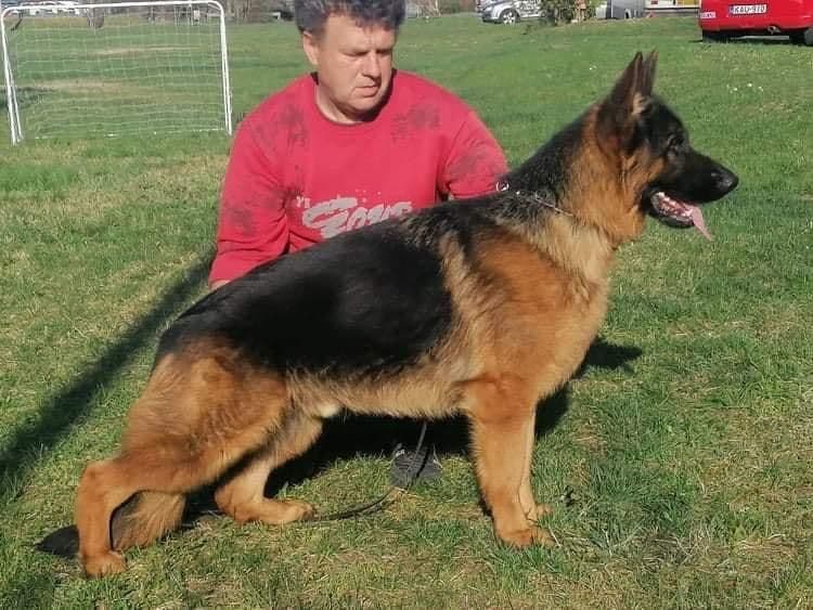 German Shepherd Dog Puppies breeder image 10