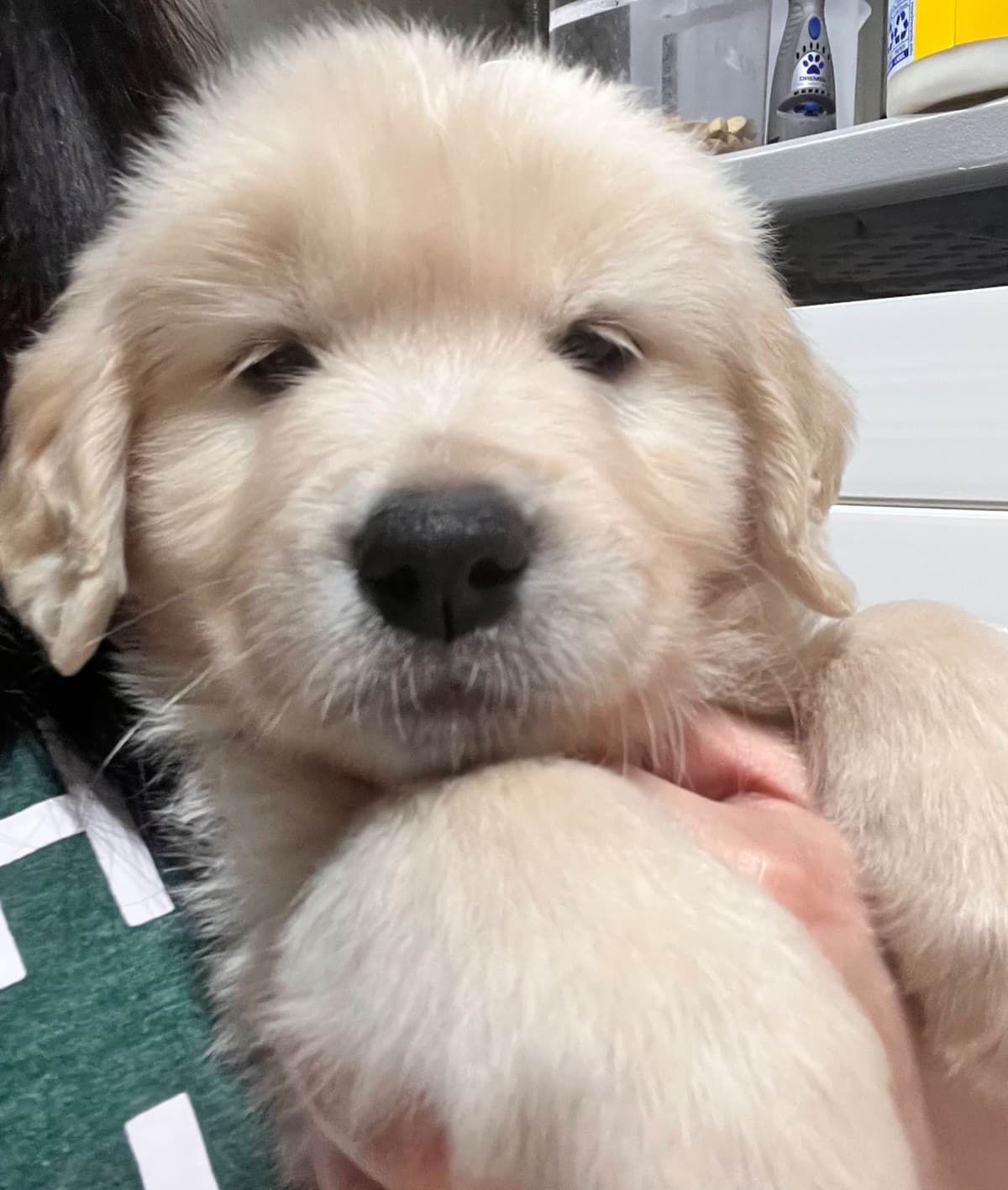 Golden Retriever Puppy breeder image 21
