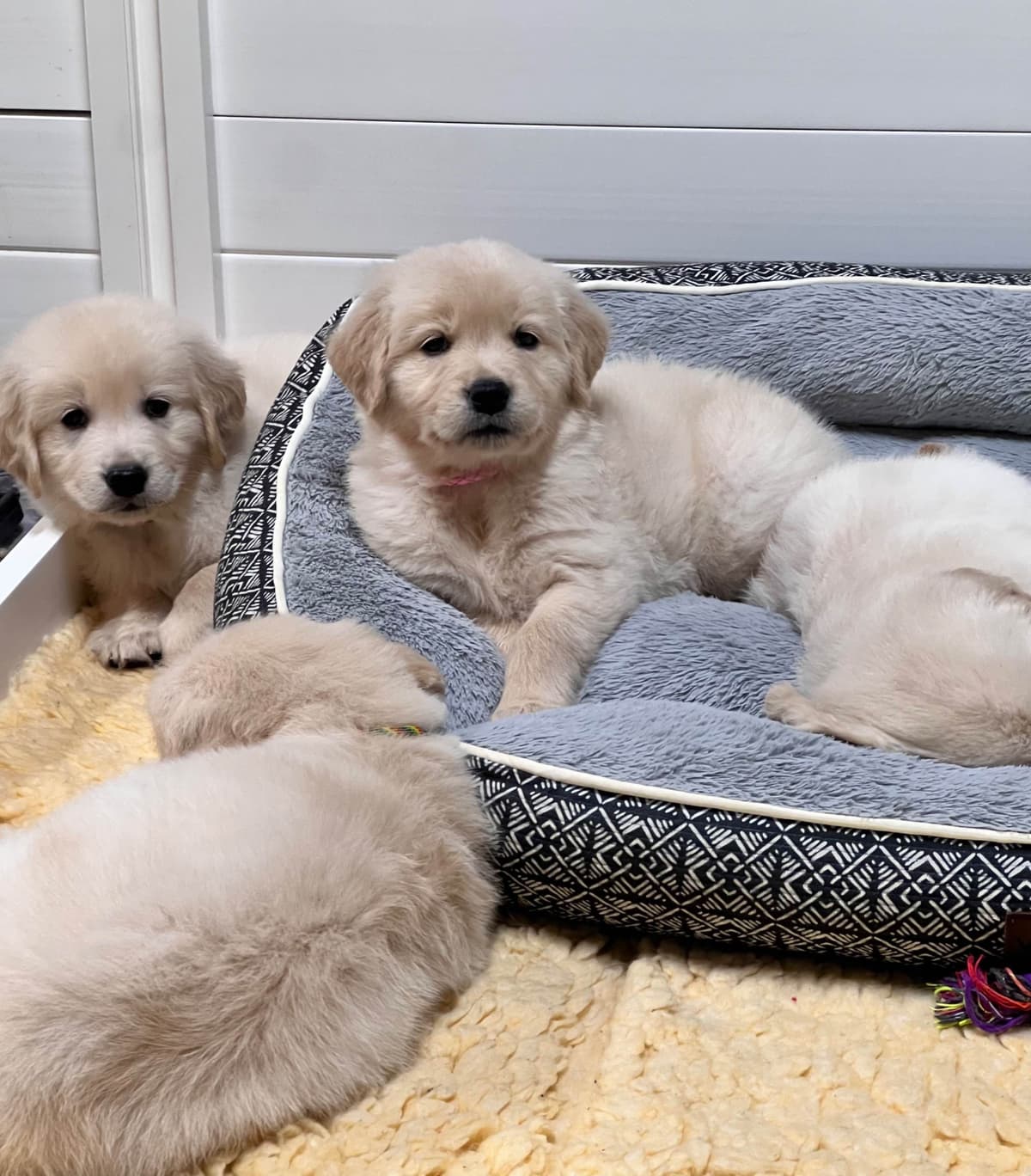 Golden Retriever Puppy breeder image 24
