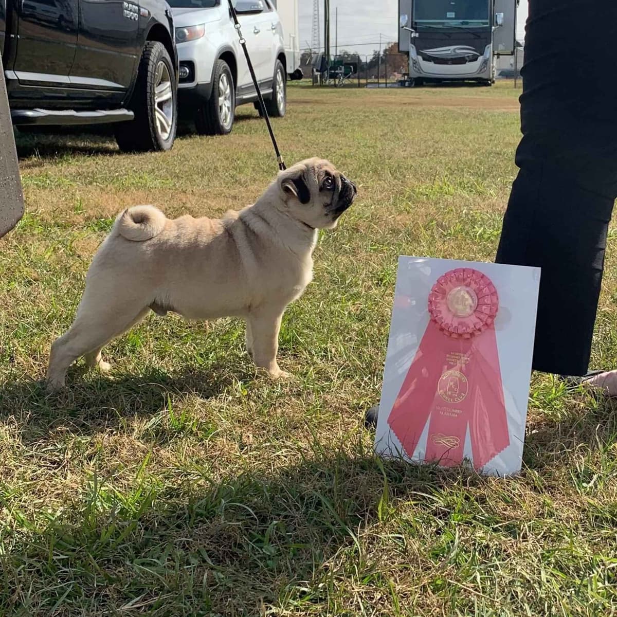 Male Pug Puppy breeder image 6