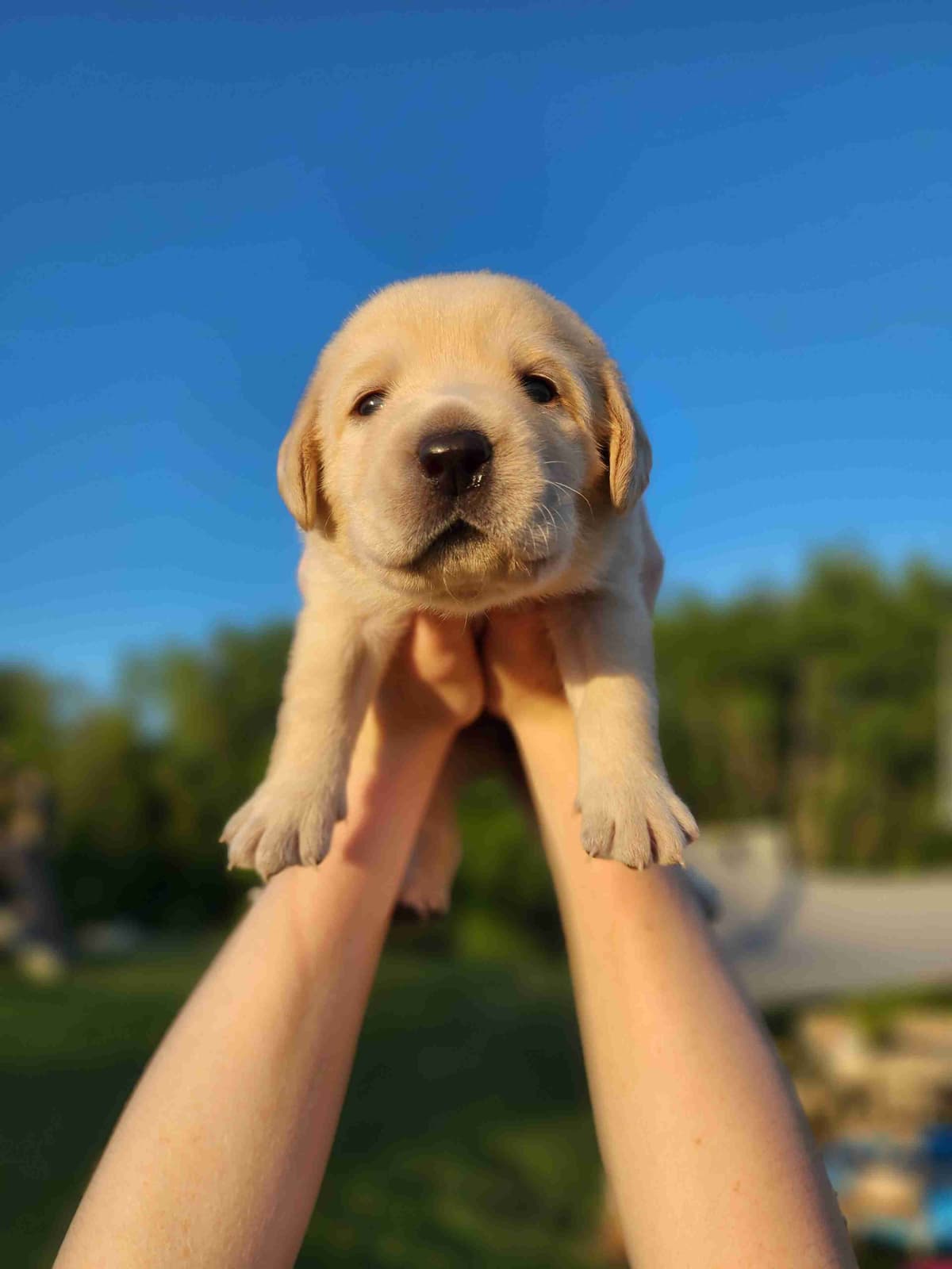 Labrador Retriever Puppies 3 left breeder image 10