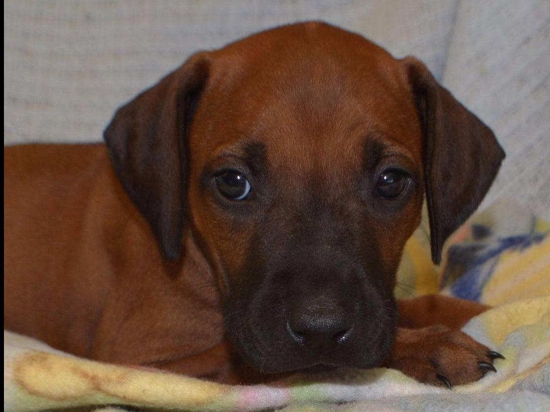 Rhodesian Ridgeback Puppies breeder image 2