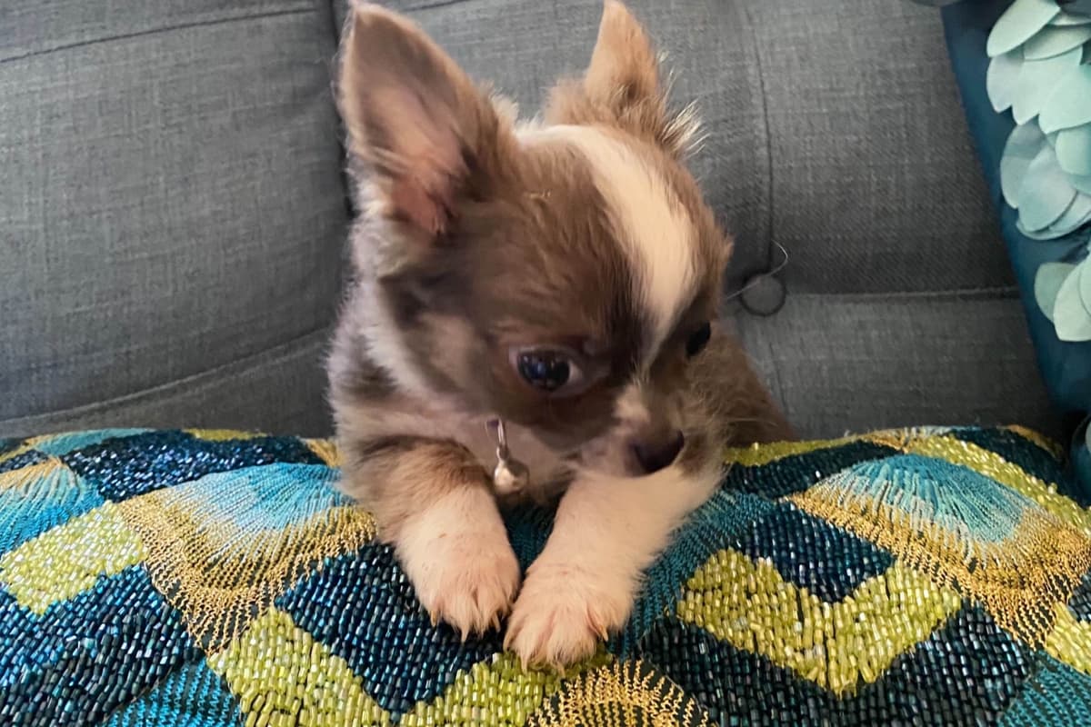 Chihuahua Puppies breeder image 7
