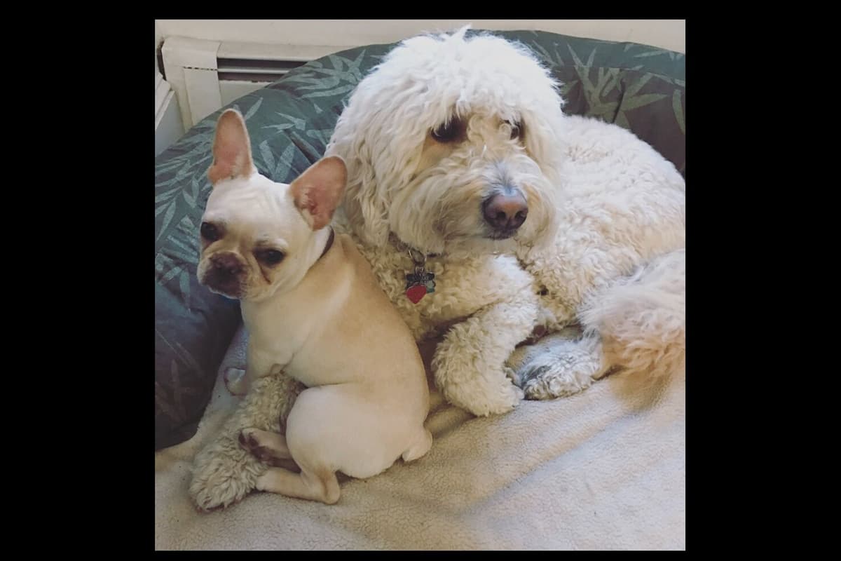 Champagne Isabella French Bulldogs (6 lbs) breeder image 62