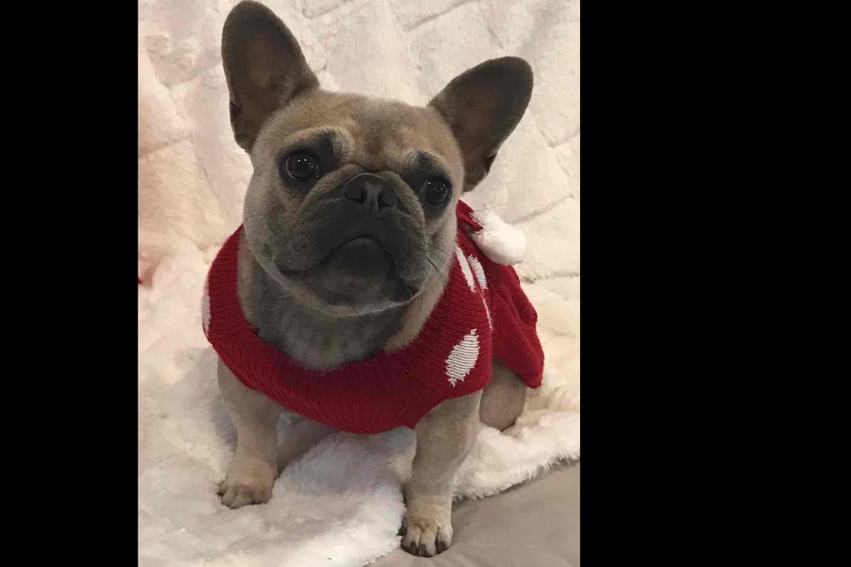 Champagne Isabella French Bulldogs (6 lbs) breeder image 54