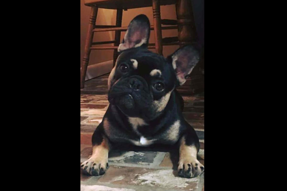 Champagne Isabella French Bulldogs (6 lbs) breeder image 5