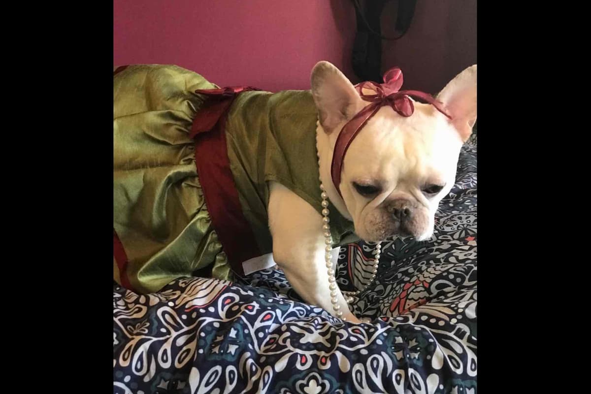 Champagne Isabella French Bulldogs (6 lbs) breeder image 69