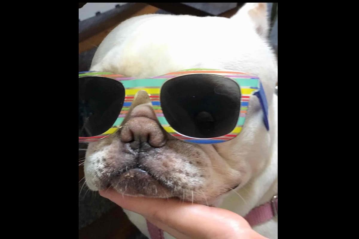 Champagne Isabella French Bulldogs (6 lbs) breeder image 34