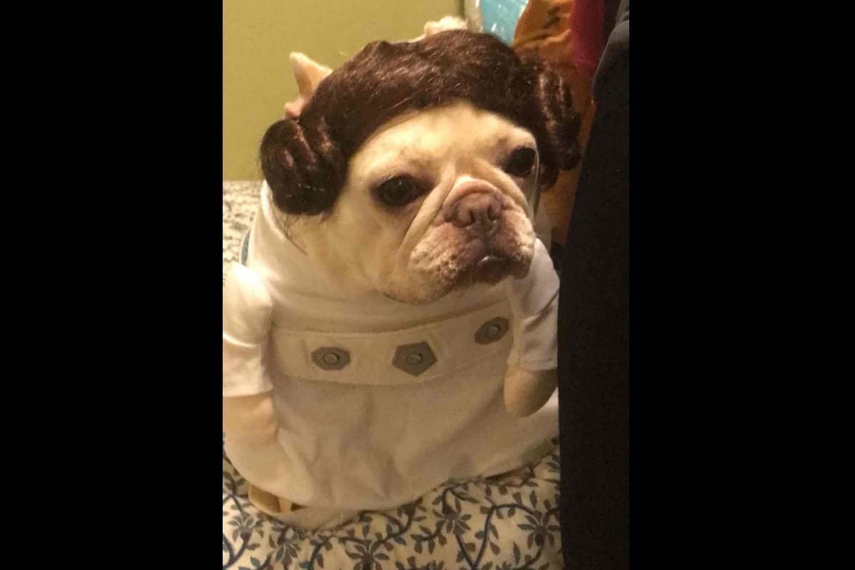 Champagne Isabella French Bulldogs (6 lbs) breeder image 35