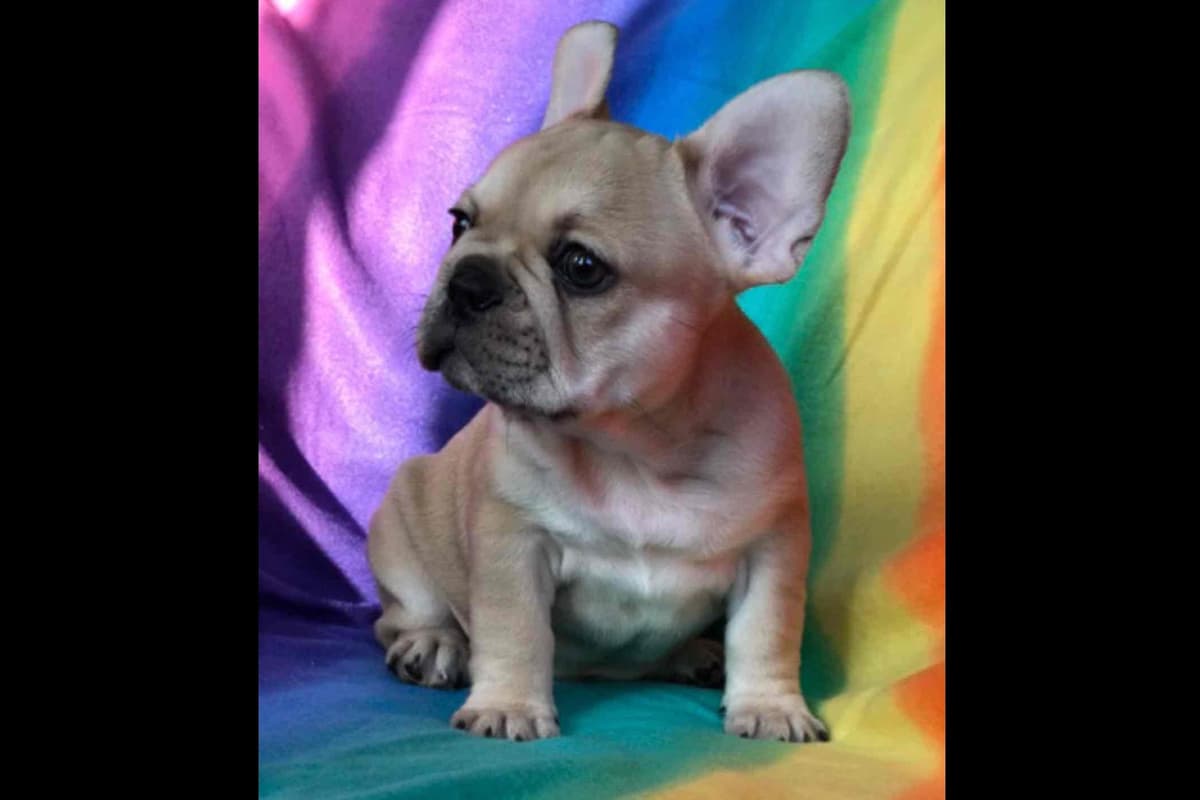 Champagne Isabella French Bulldogs (6 lbs) breeder image 13