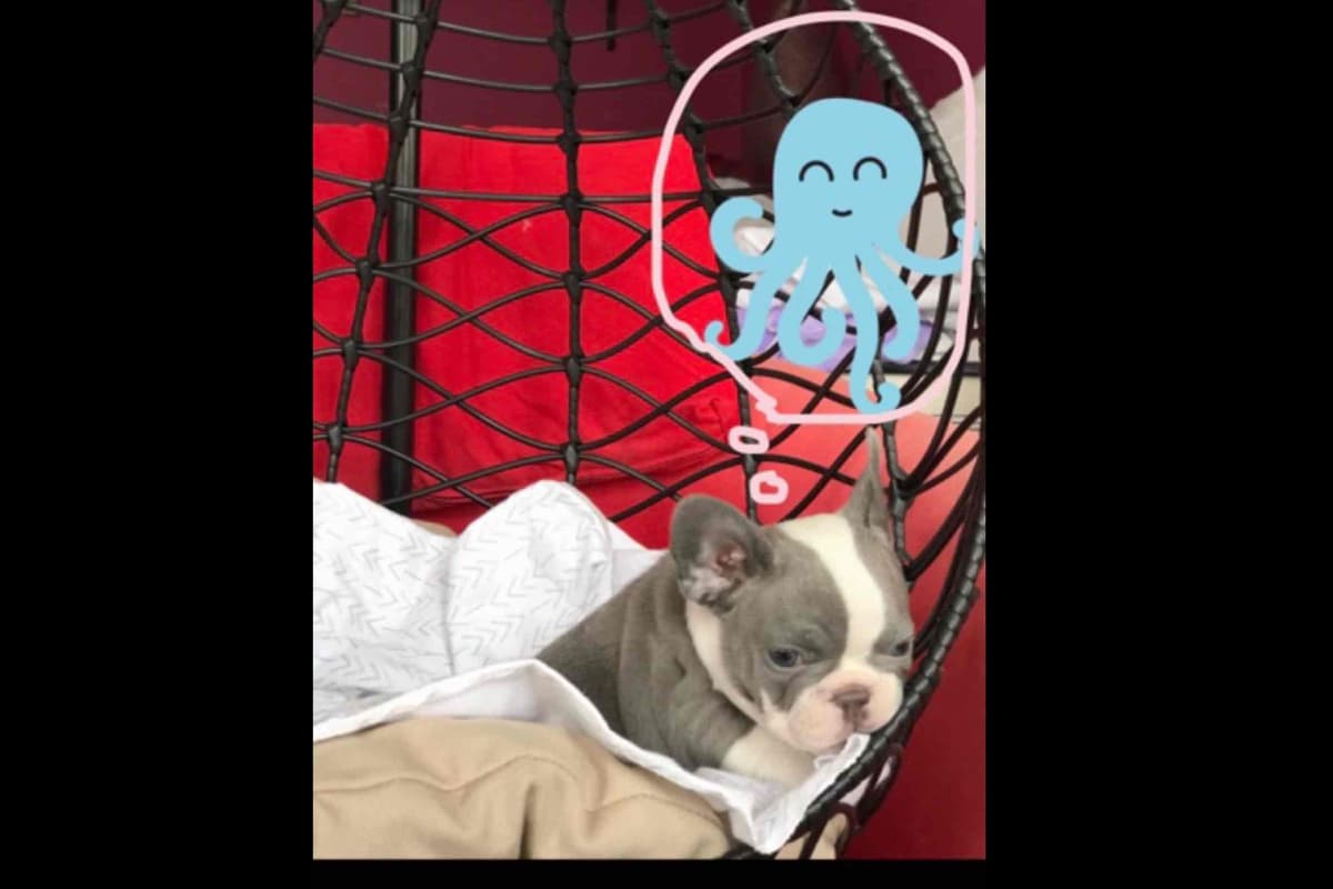 Champagne Isabella French Bulldogs (6 lbs) breeder image 22
