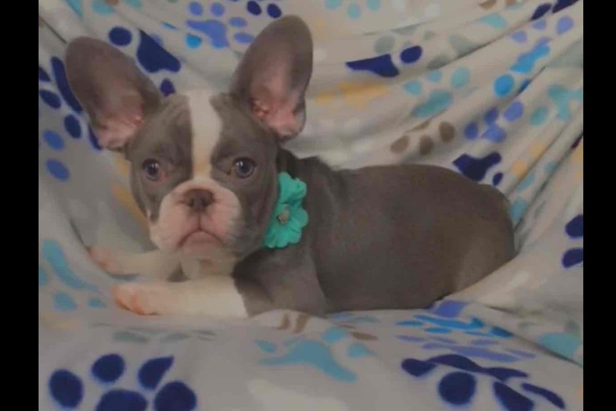 Champagne Isabella French Bulldogs (6 lbs) breeder image 19