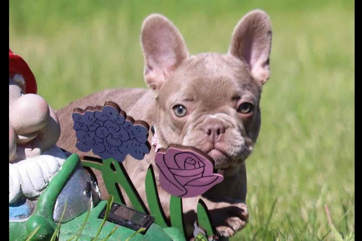 Champagne Isabella French Bulldogs (6 lbs) breeder image 1
