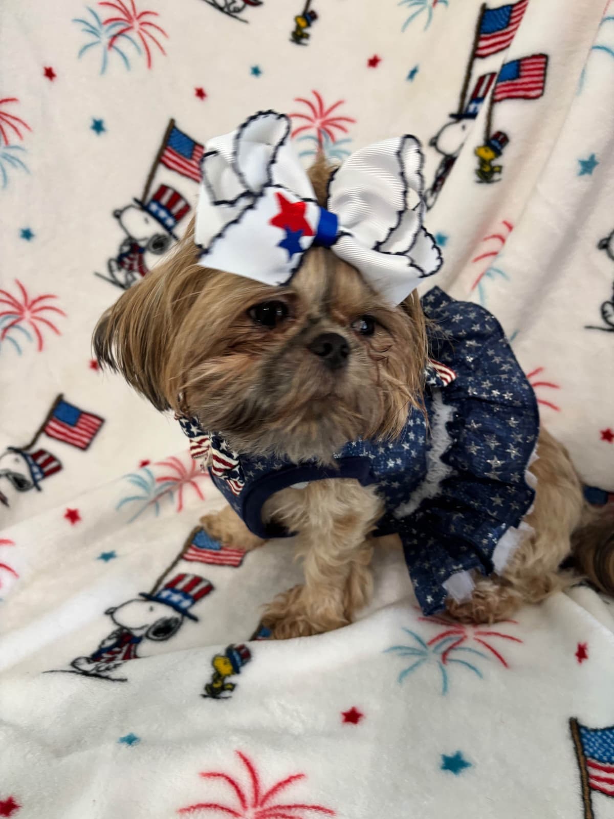 Shih Tzu Puppies breeder image 5
