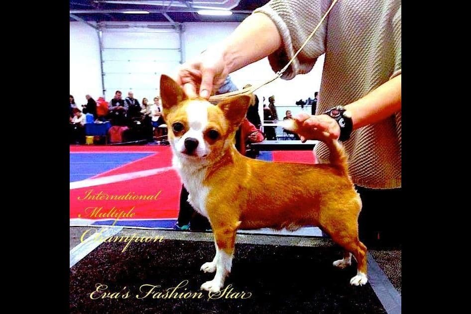 Chihuahua Puppies breeder image 23