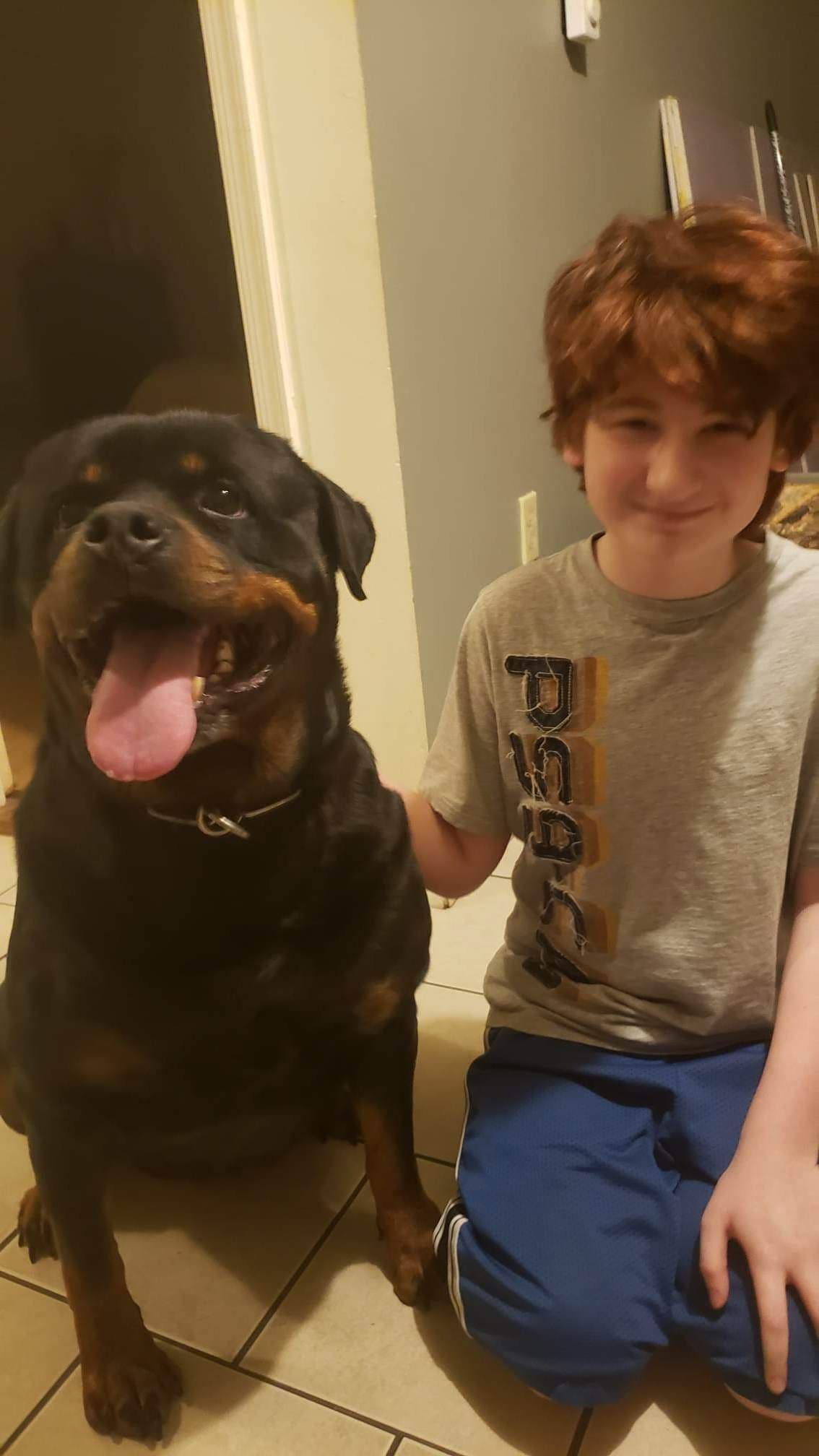 Rottweiler Puppies breeder image 9