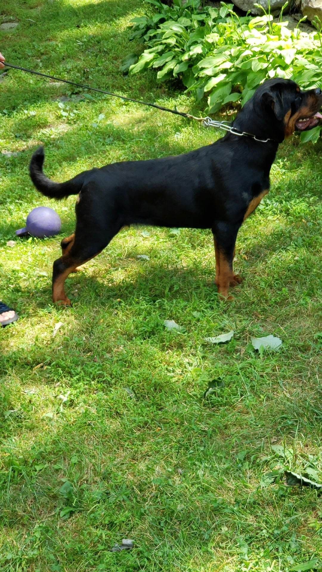 Rottweiler Puppies breeder image 13