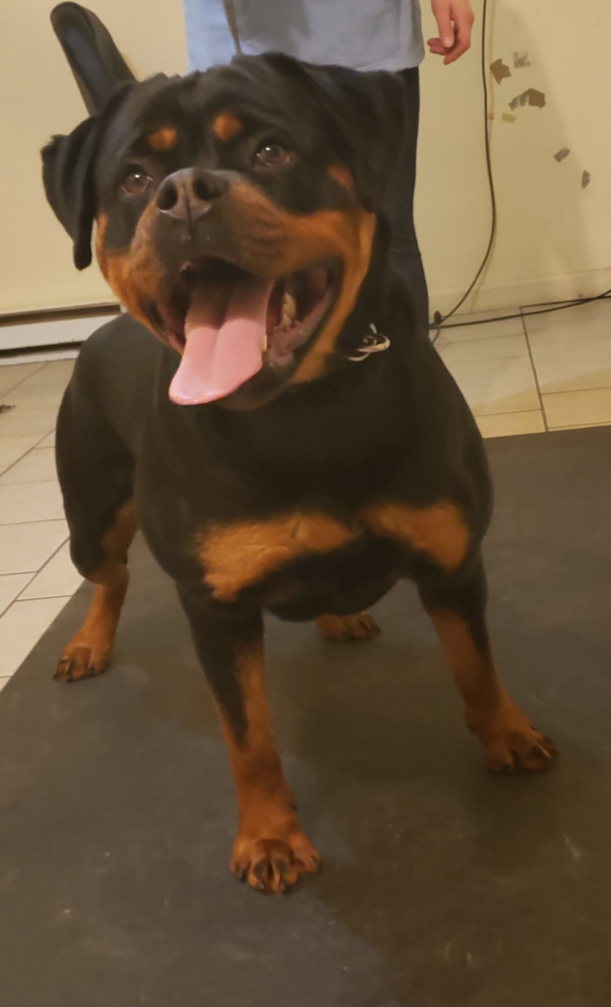 Rottweiler Puppies breeder image 17