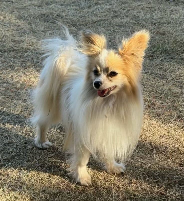 Papillon Puppies breeder image 4