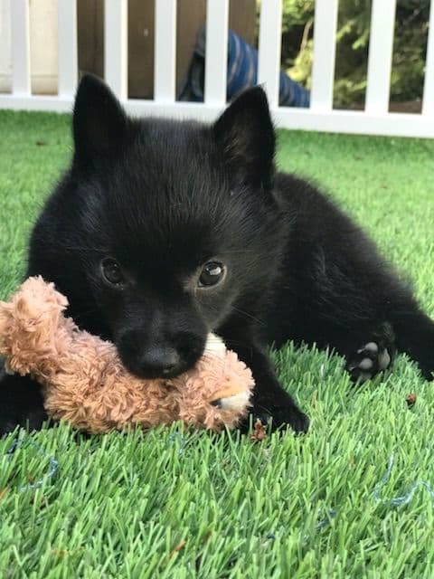 Schipperke Puppies breeder image 2