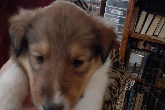 Dragonfen Rough Coat Collie Puppies breeder image 1