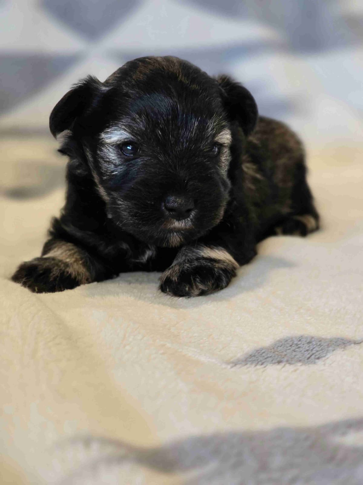 Miniature Schnauzer Puppies breeder image 4