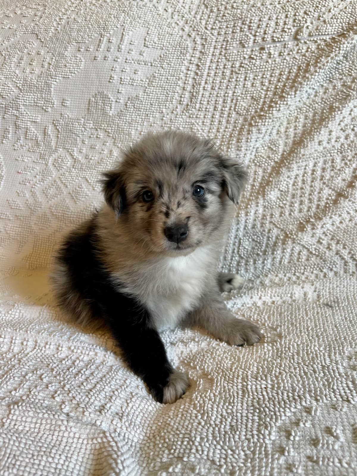 Australian Shepherd Puppies breeder image 23