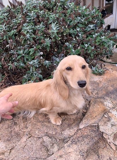 Dachshund Puppies breeder image 4