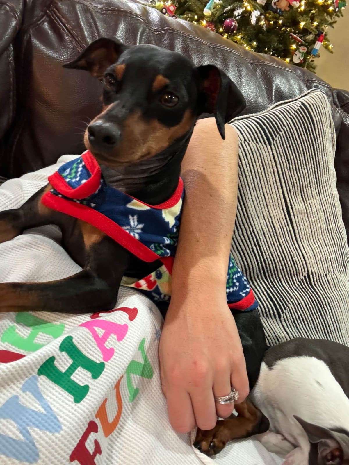 Miniature Pinscher Puppies breeder image 7