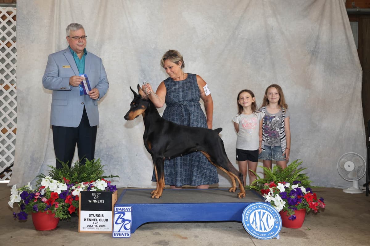 Doberman Pinscher Puppies breeder image 24