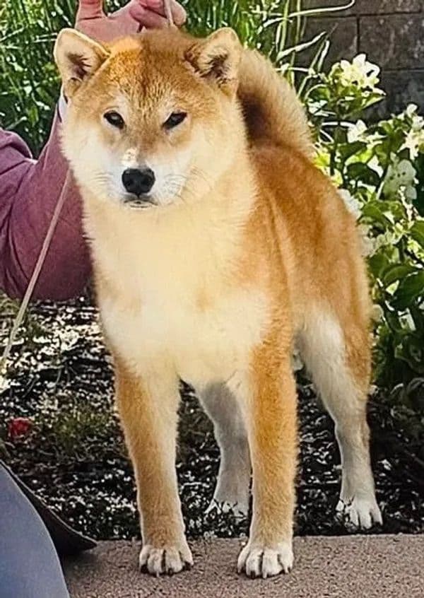 Shiba Inu Puppies breeder image 6