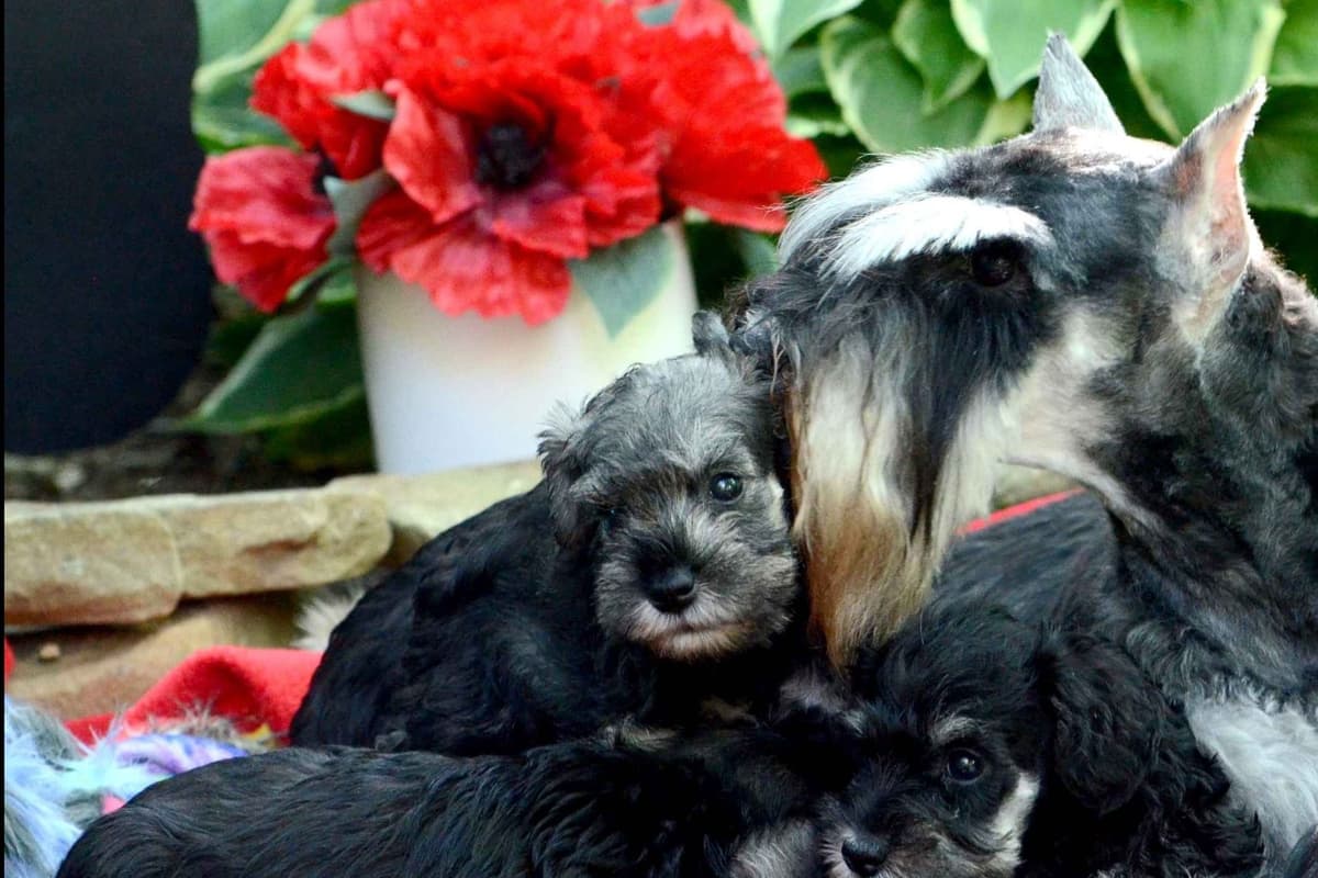 Miniature Schnauzer Puppies breeder image 9
