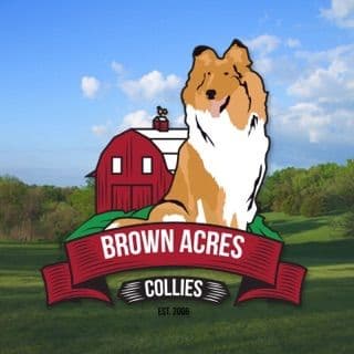 Collie Puppies breeder image 15