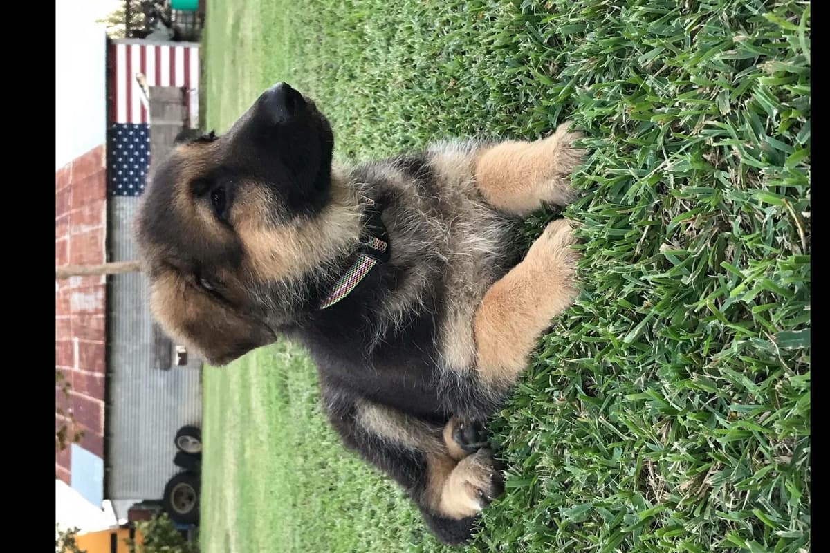 Working Line / Service / Family German Shepherd Puppies breeder image 4