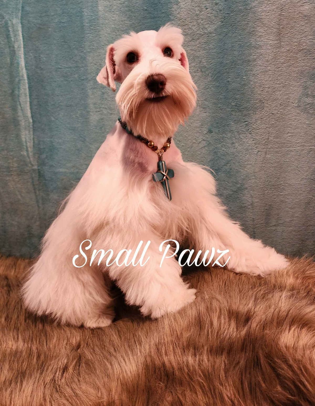 Miniature Schnauzer Puppies breeder image 9
