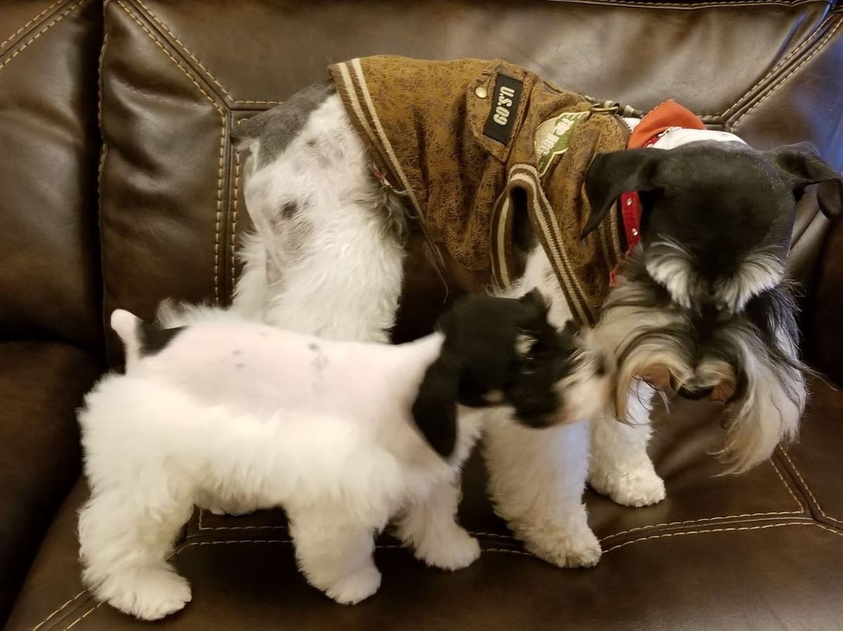 Miniature Schnauzer Puppies breeder image 5