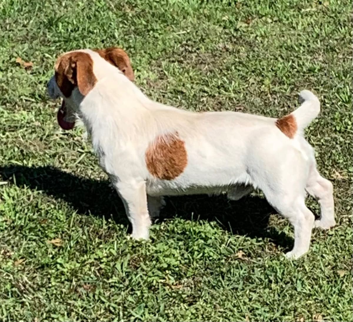 Russell Terrier Puppies breeder image 17