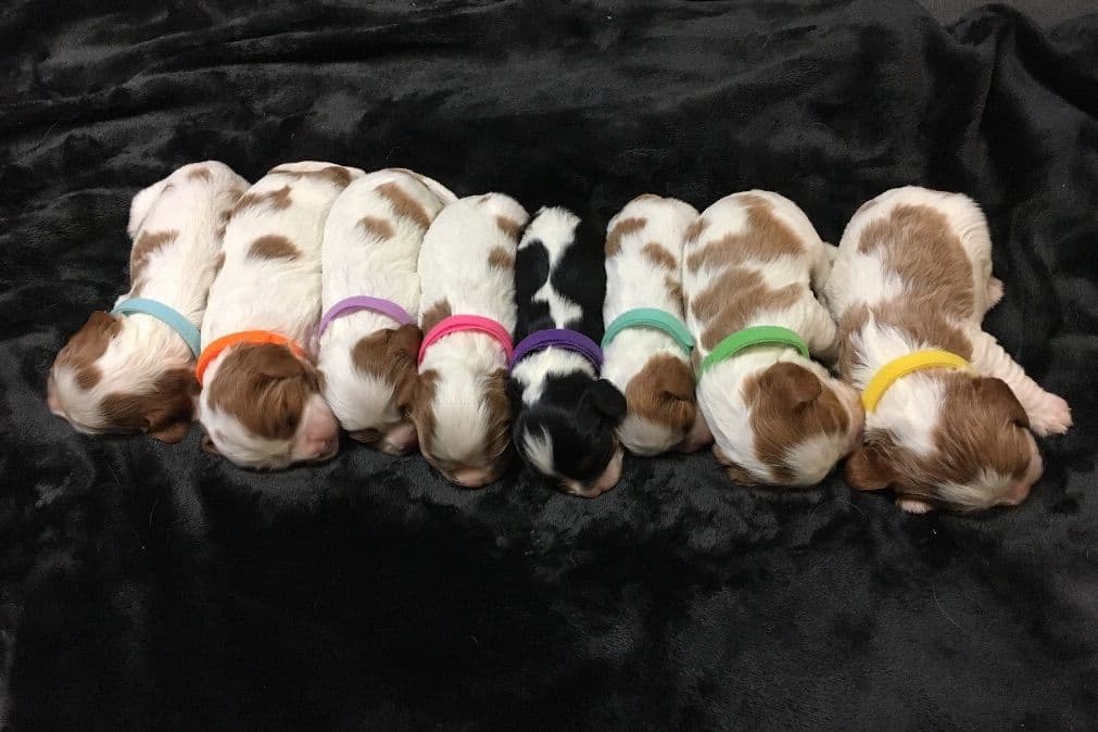 Cavalier King Charles Spaniel Puppies breeder image 2