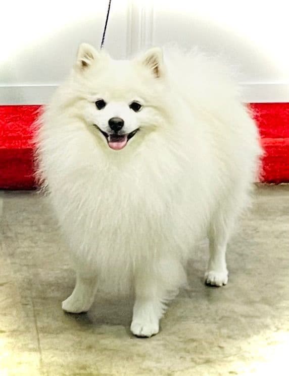 American Eskimo Dog Puppies breeder image 5