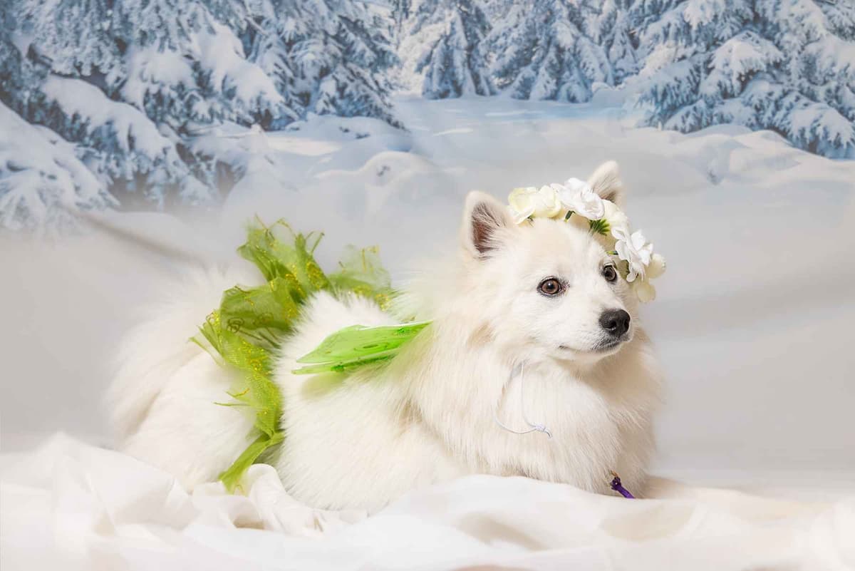 American Eskimo Dog Puppies breeder image 4