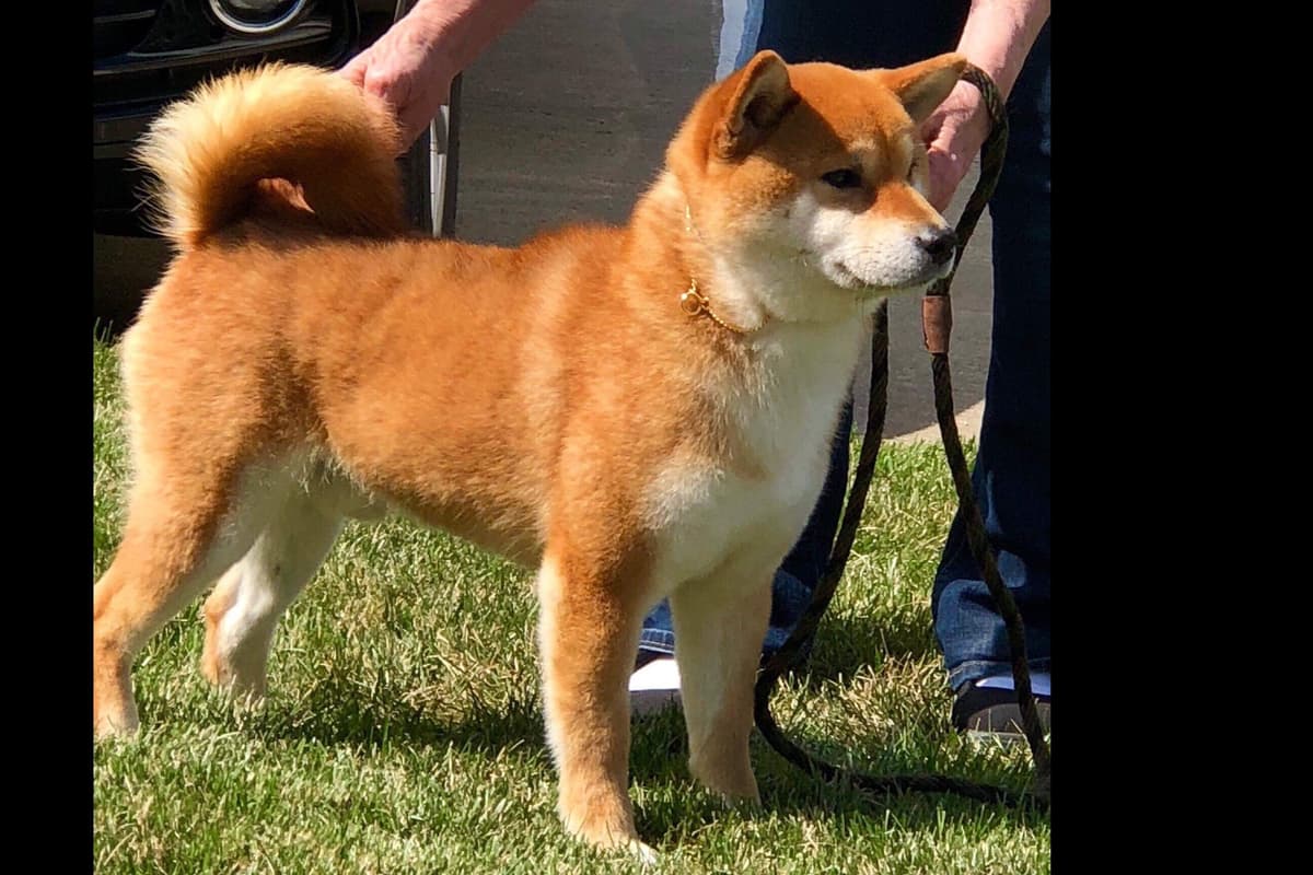 Shiba Inu Puppies breeder image 10